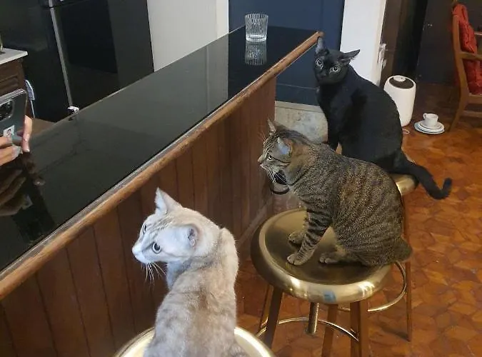 House 38 Cat And Studio Bar Bangkok